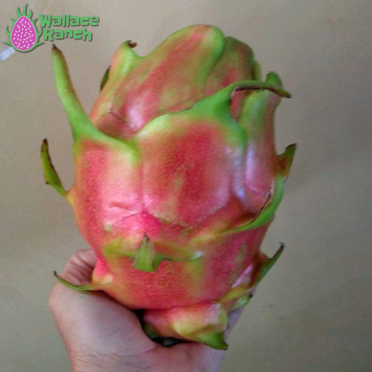 Physical Graffiti 1-s Dragonfruit (3)
