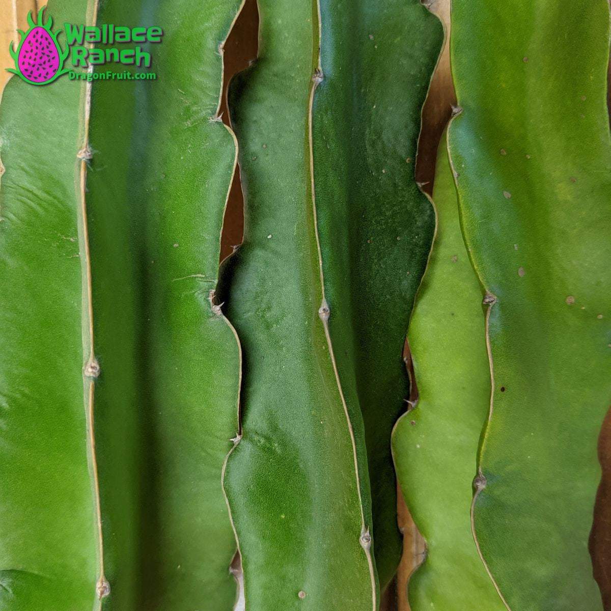 Physical Graffiti 1-s Dragonfruit (5)