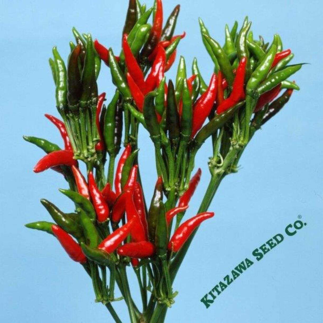 Japanese Yatsufusa Pepper