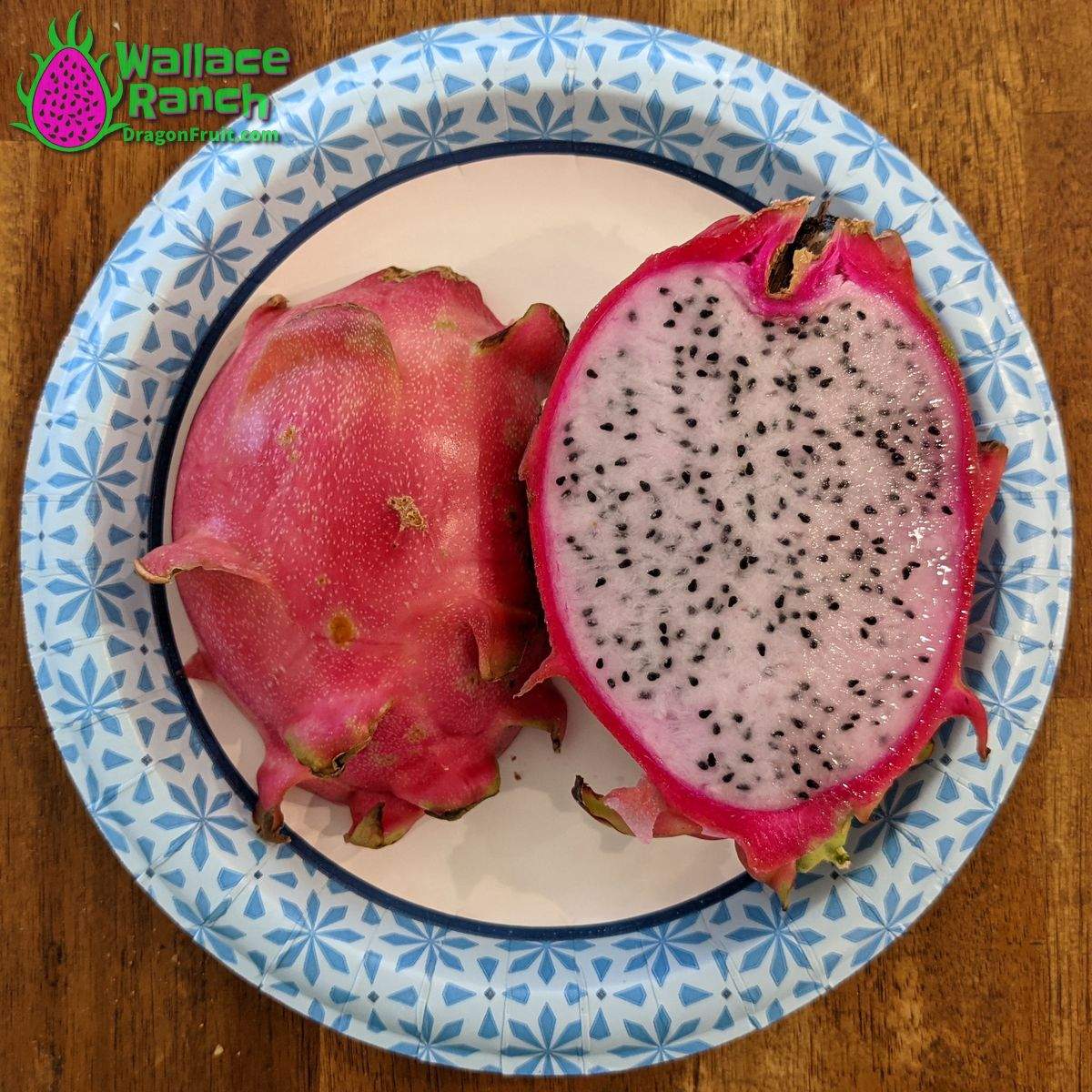 Maria Rosa Dragonfruit (1)
