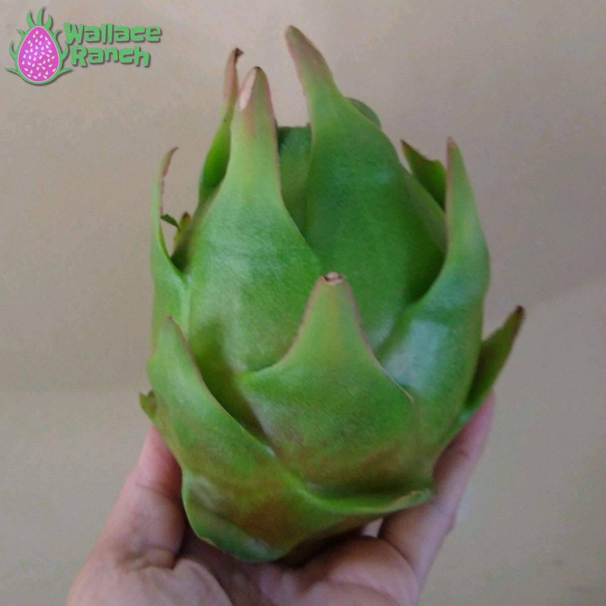 Maria Rosa Dragonfruit (4)