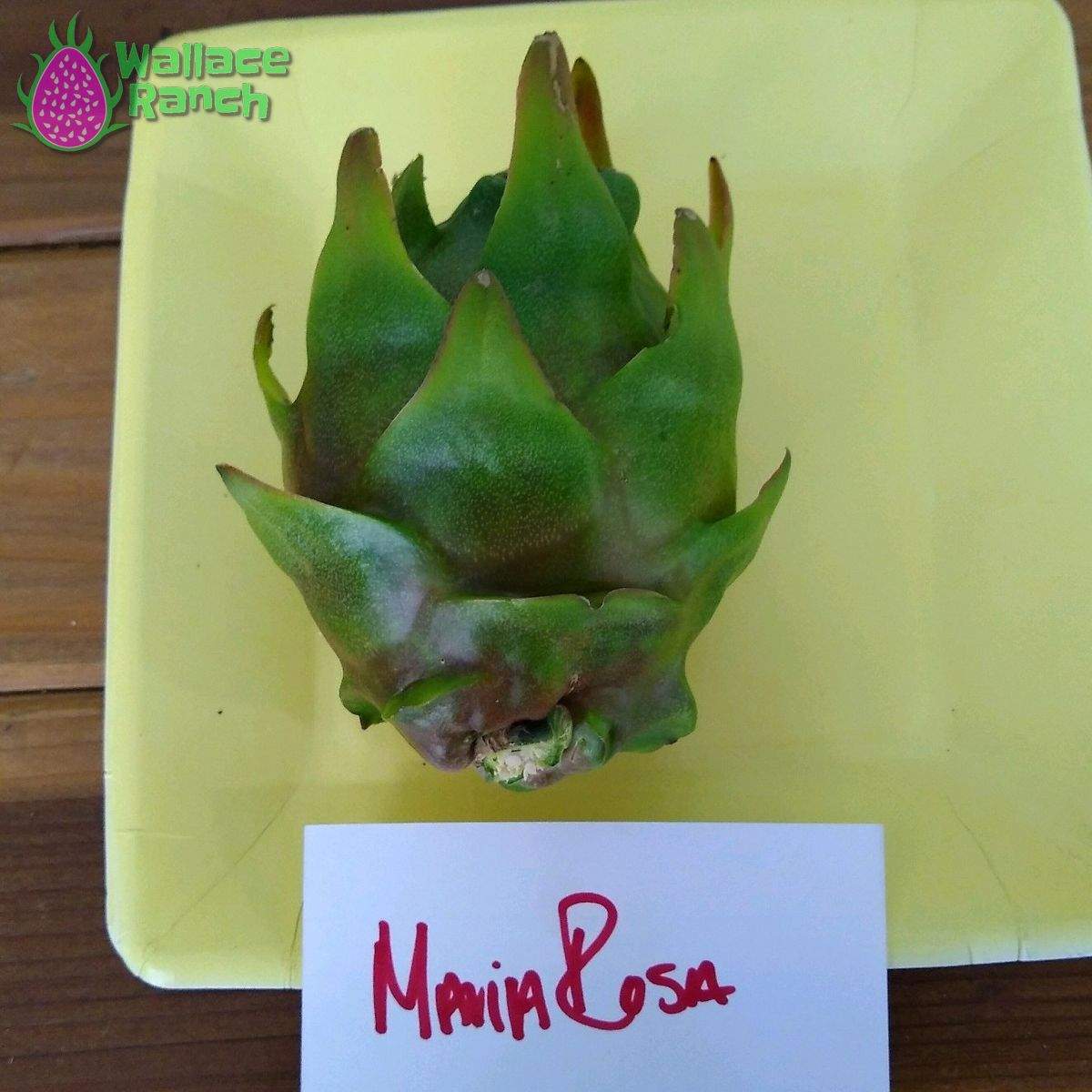 Maria Rosa Dragonfruit (6)
