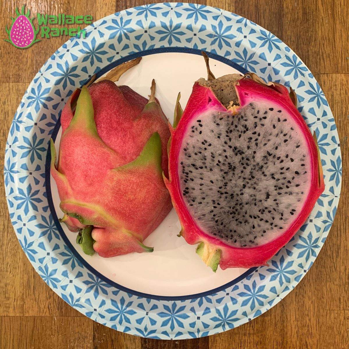 Maria Rosa Dragonfruit (2)