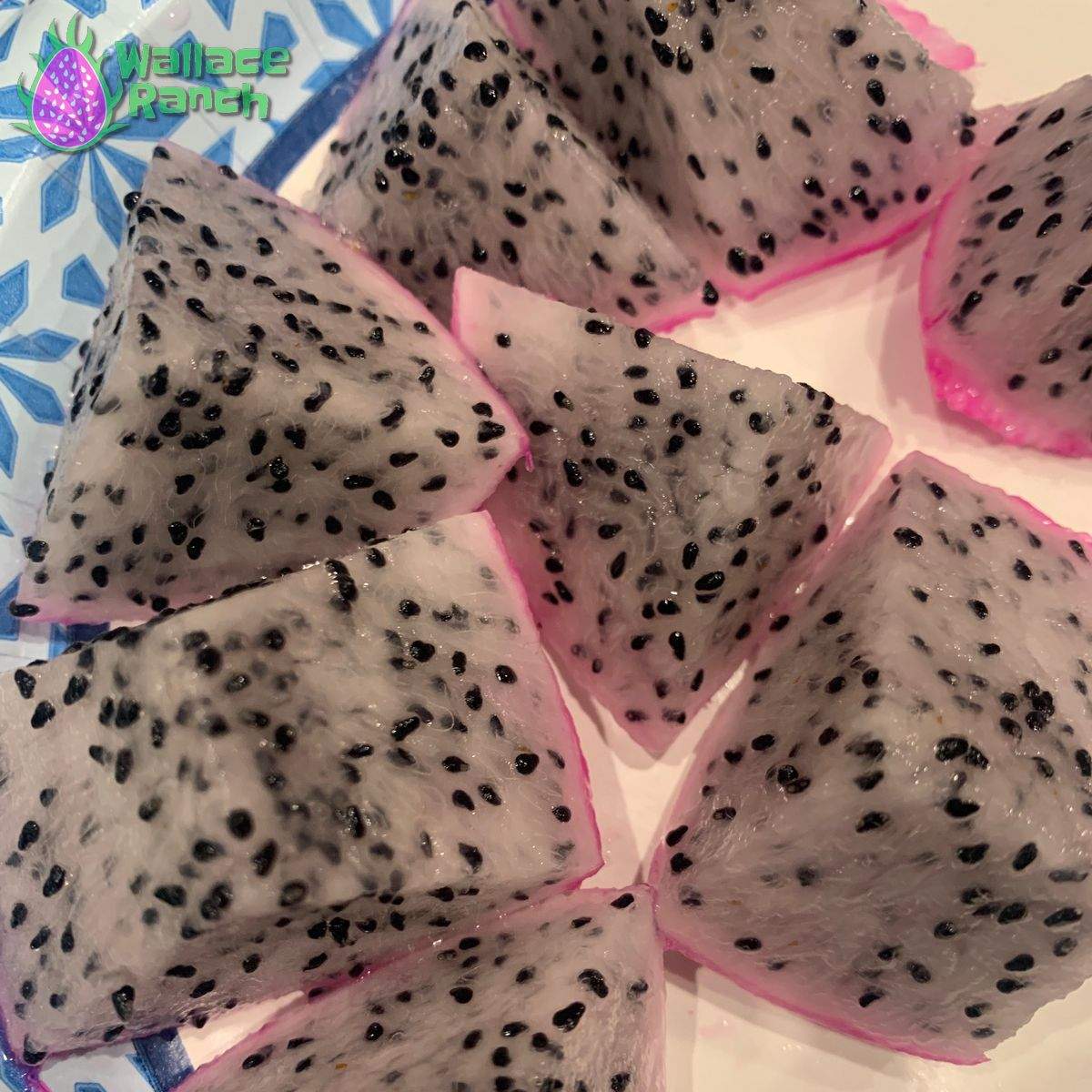 Maria Rosa Dragonfruit (3)