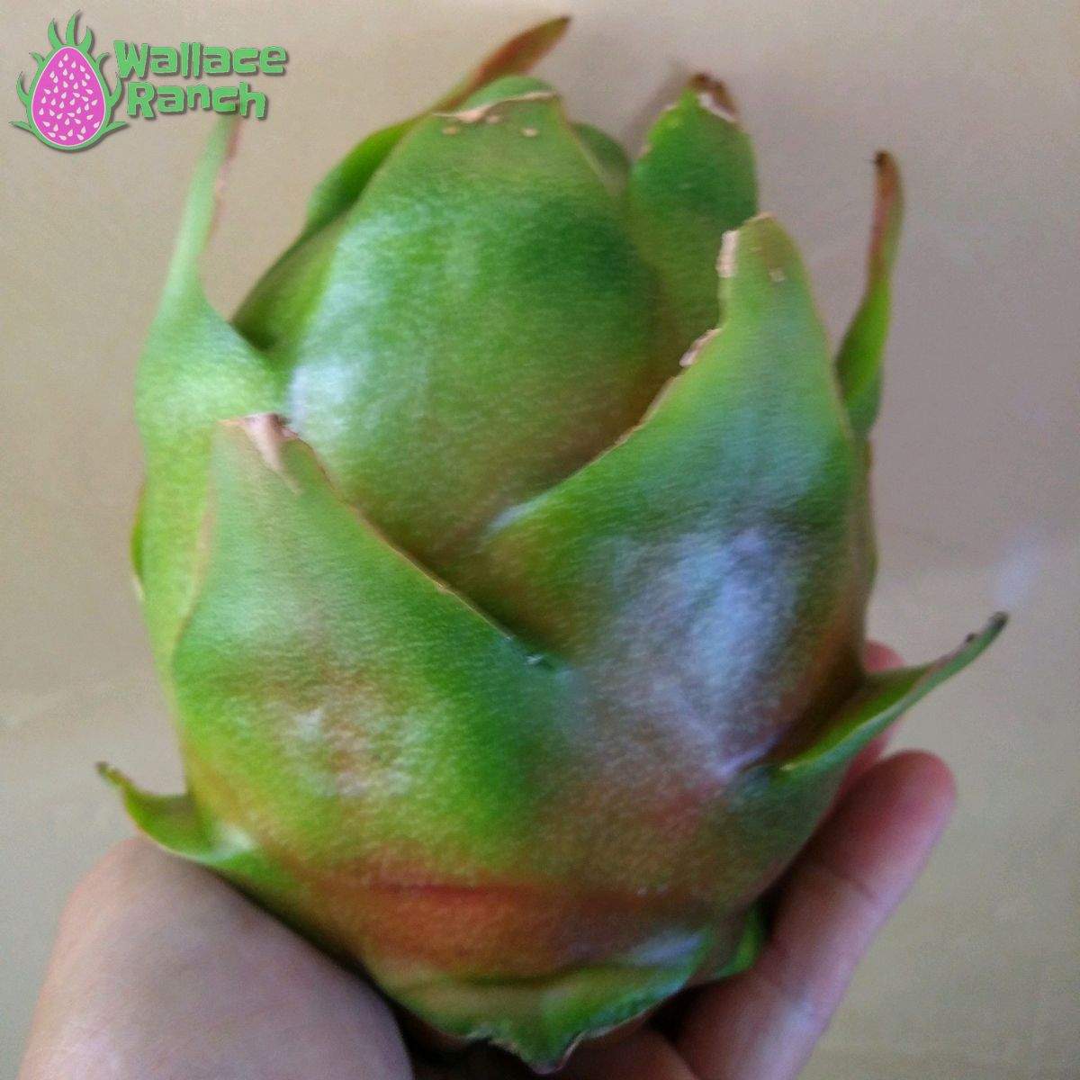 Maria Rosa Dragonfruit (5)