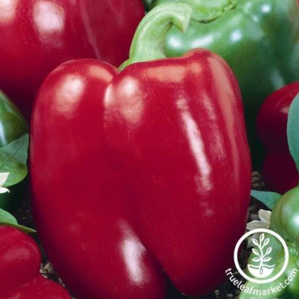 Chianti Pepper