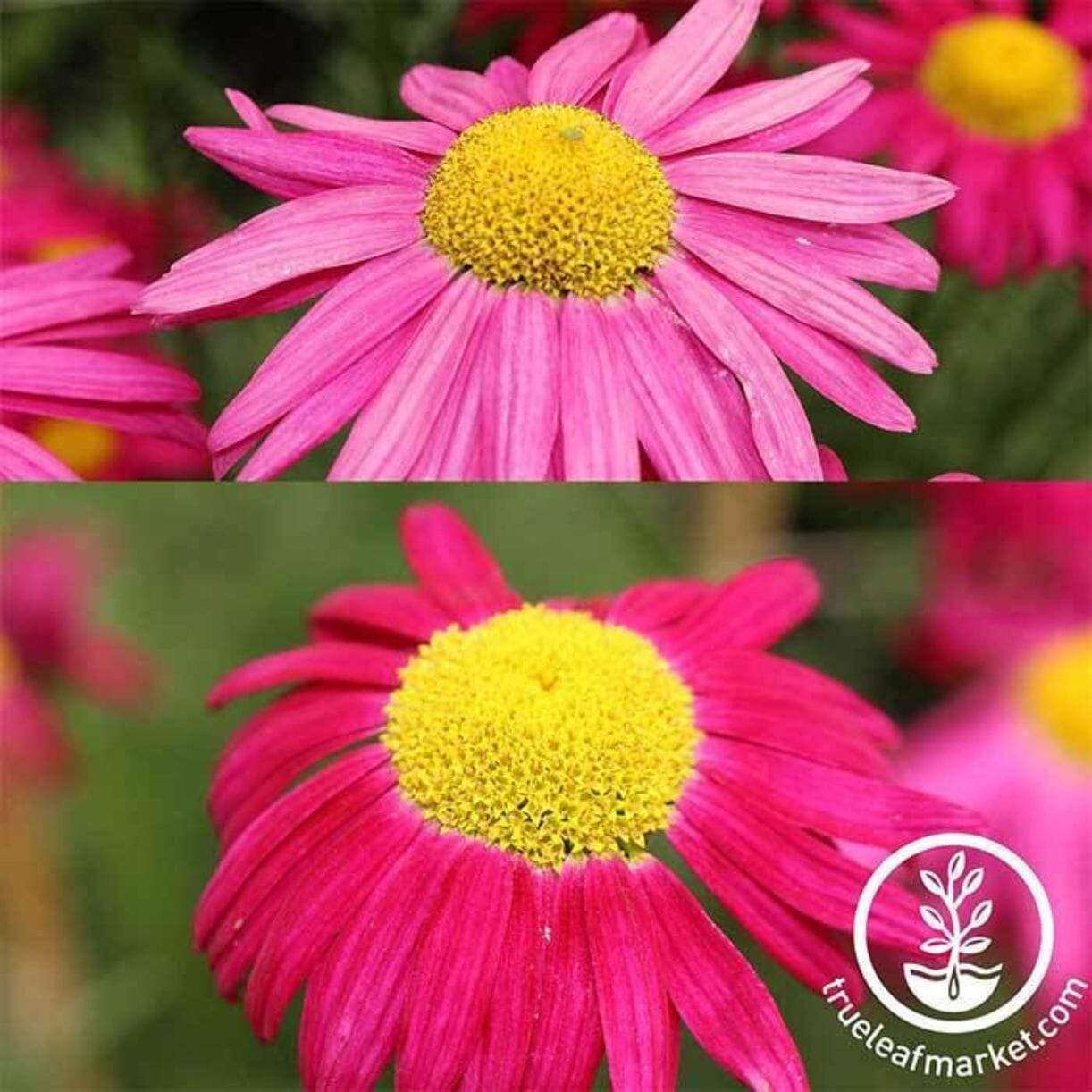 Robinsons Mixture Pyrethrum (Painted Daisy)