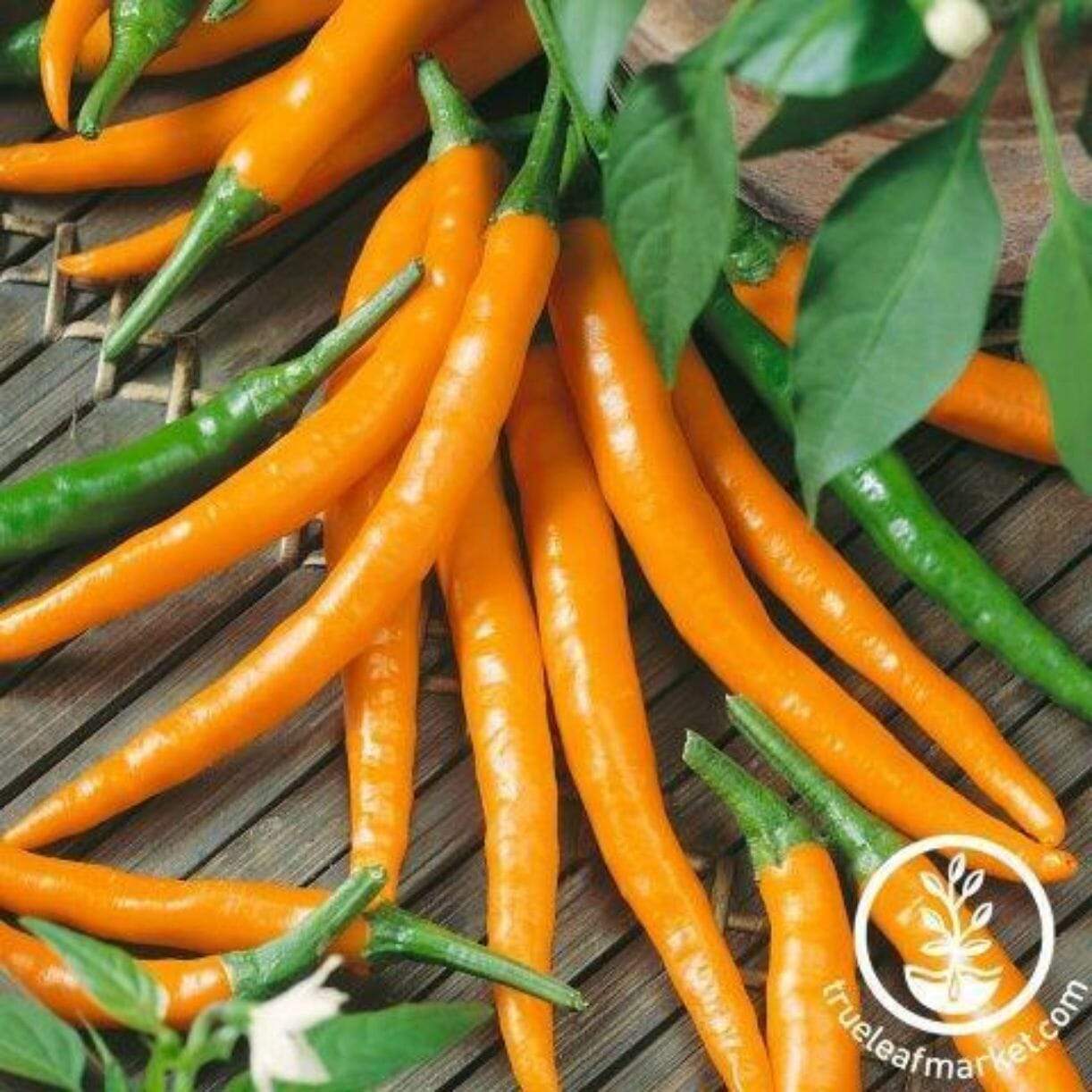 Cayenne Orange Pepper