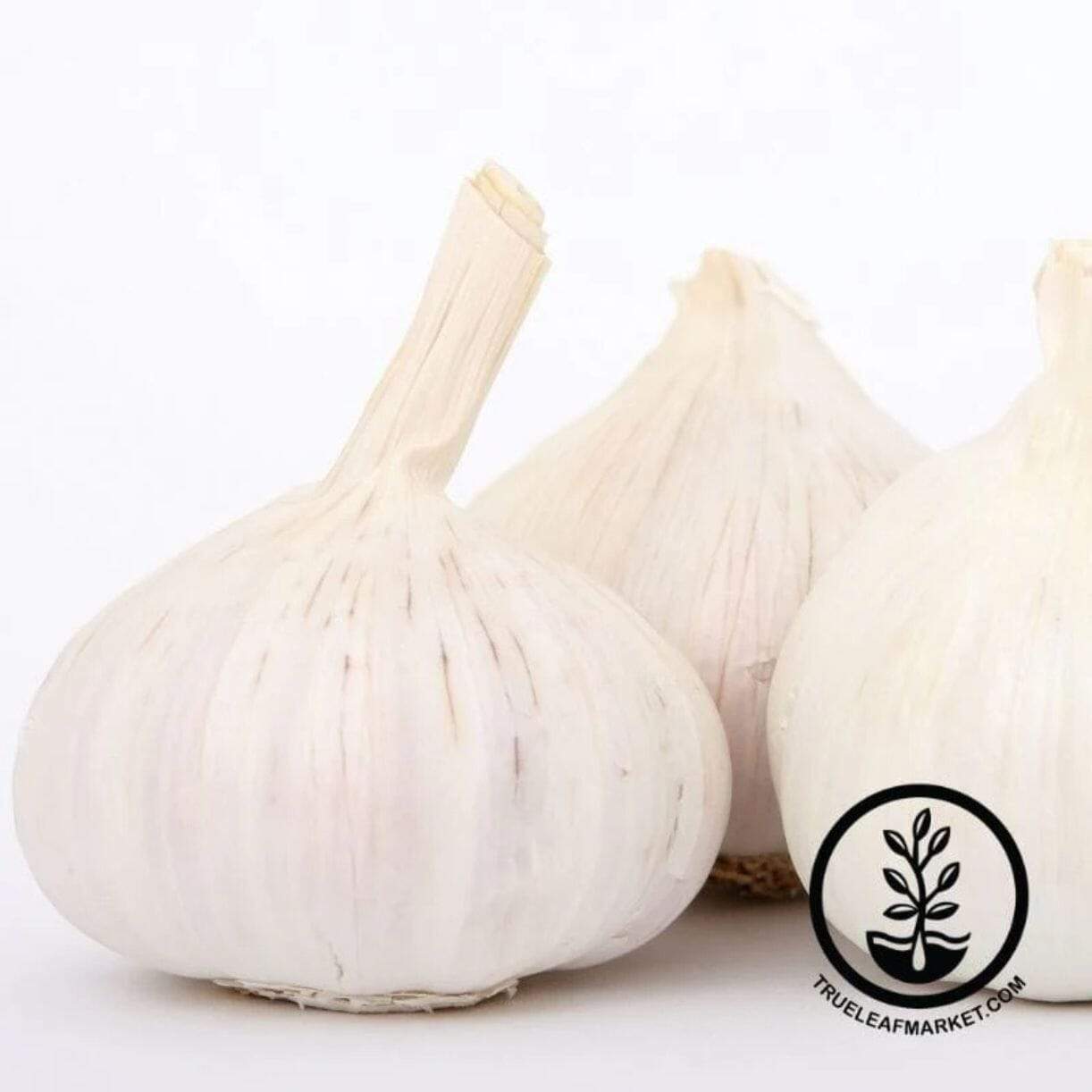 Transylvanian Garlic