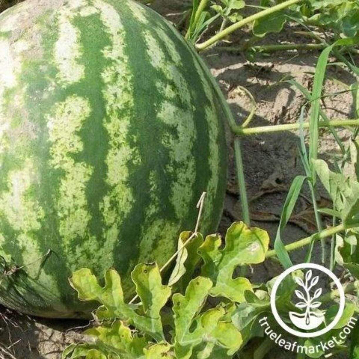Au Producer Watermelon