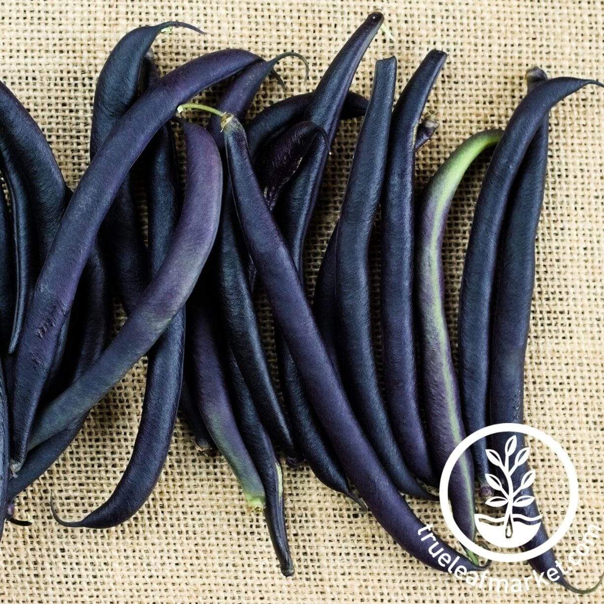 Purple Queen Bean