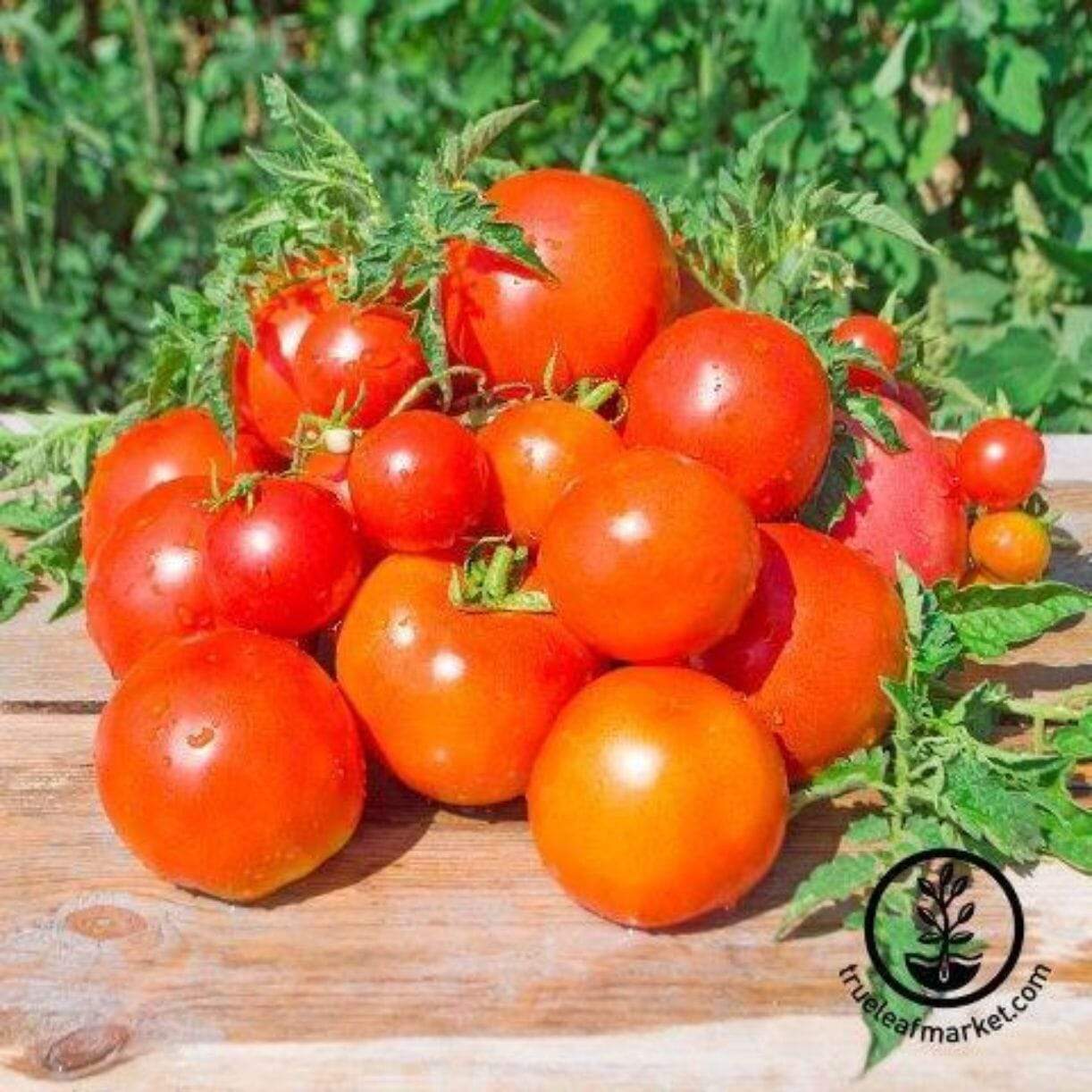 Atkinson Tomato
