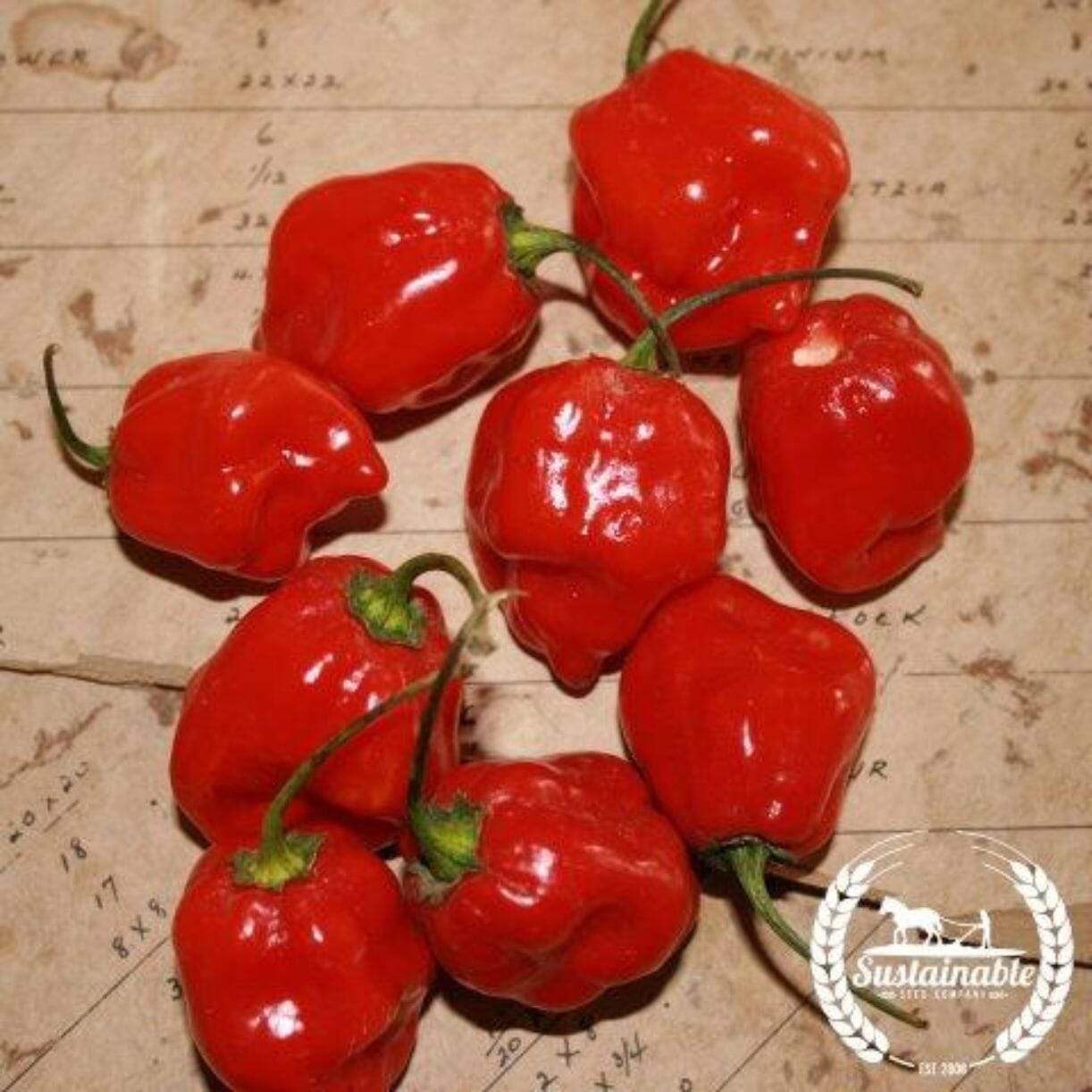 Habanero Caribbean Red Pepper