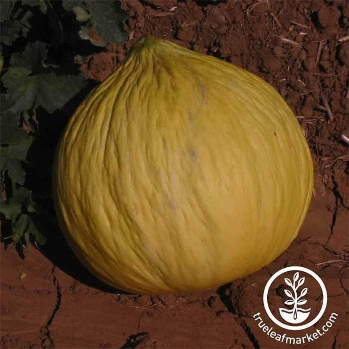 Golden Beauty Cabbage