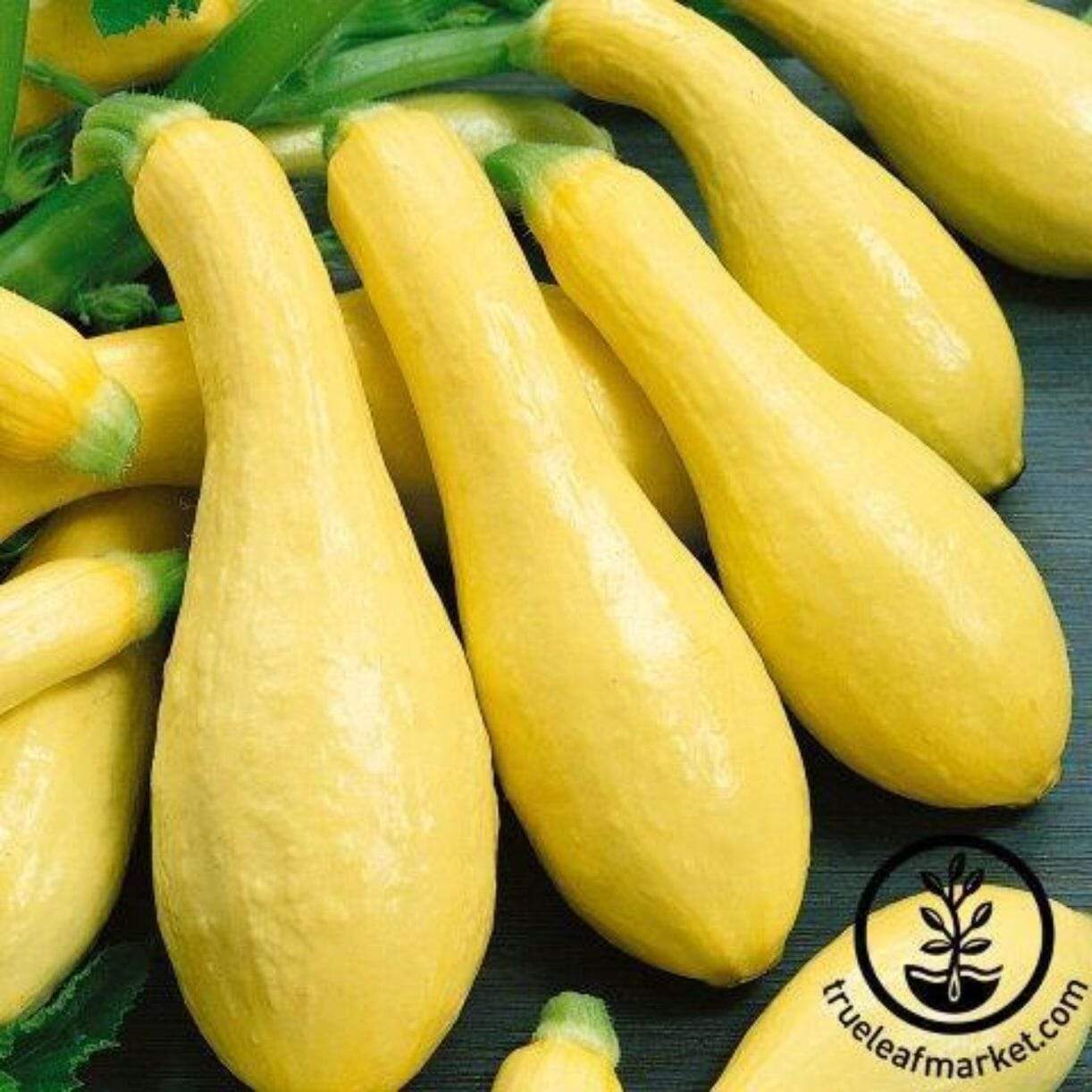 Amberpic Squash