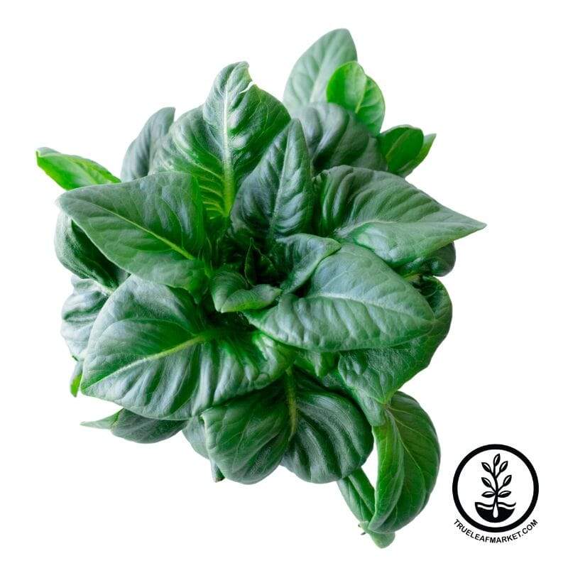 Amish Deer Tongue Lettuce