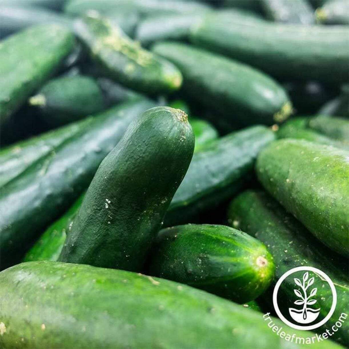 Bush Crop Cucumber