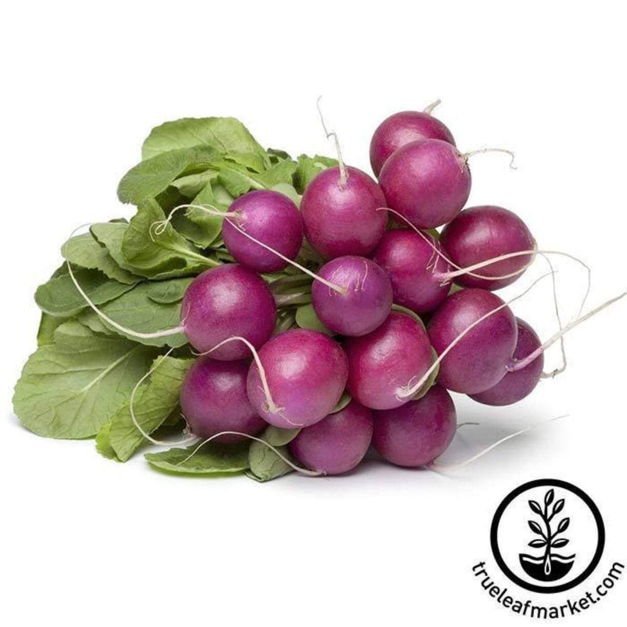 Purple Plum Radish