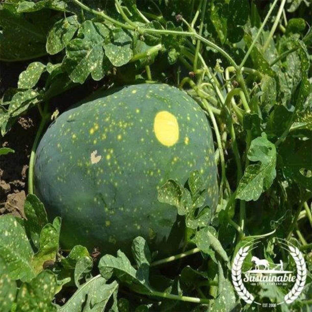 Moon & Stars Watermelon