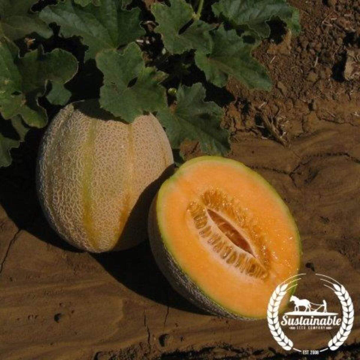 Imperial 45 Melon