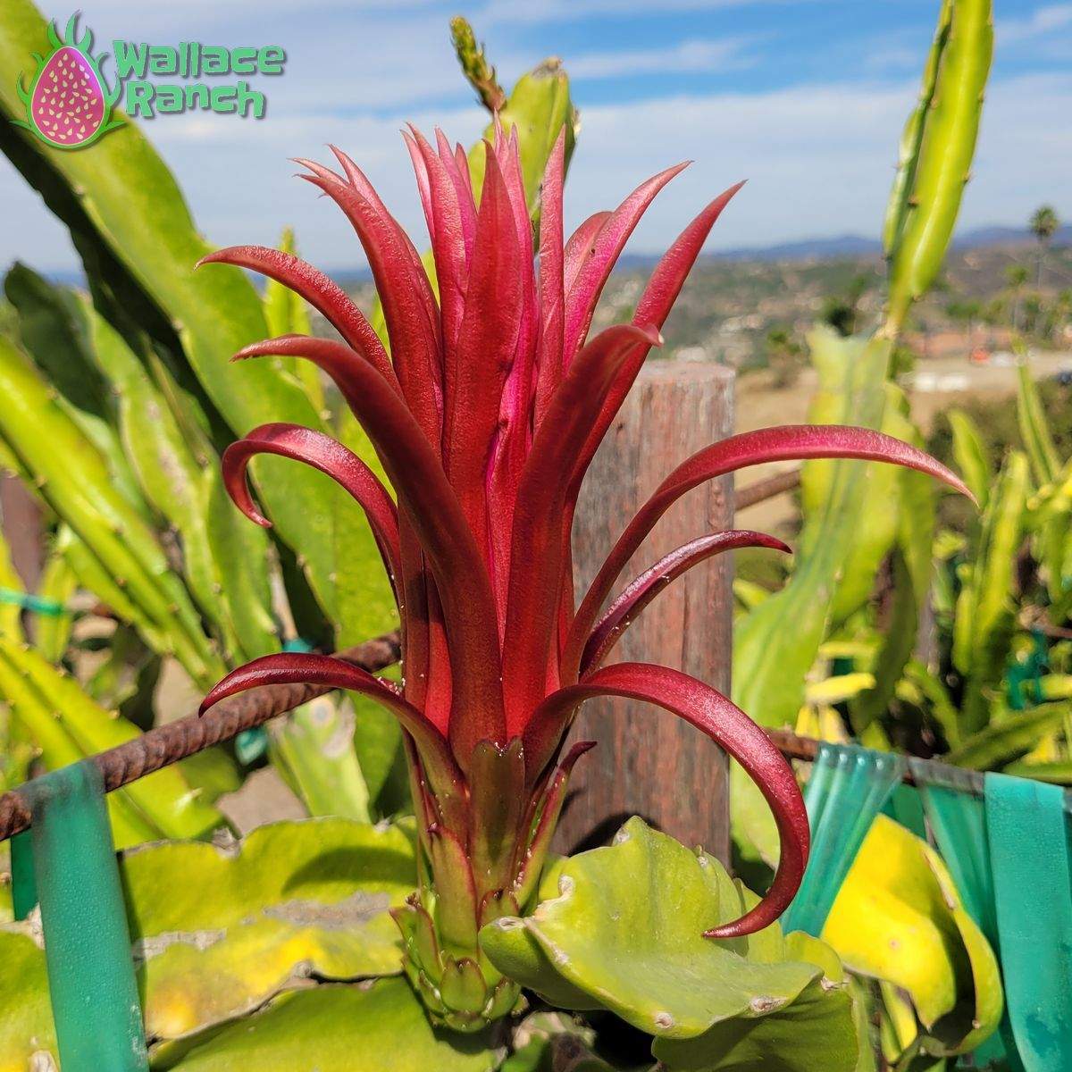 Ax Dragonfruit (3)