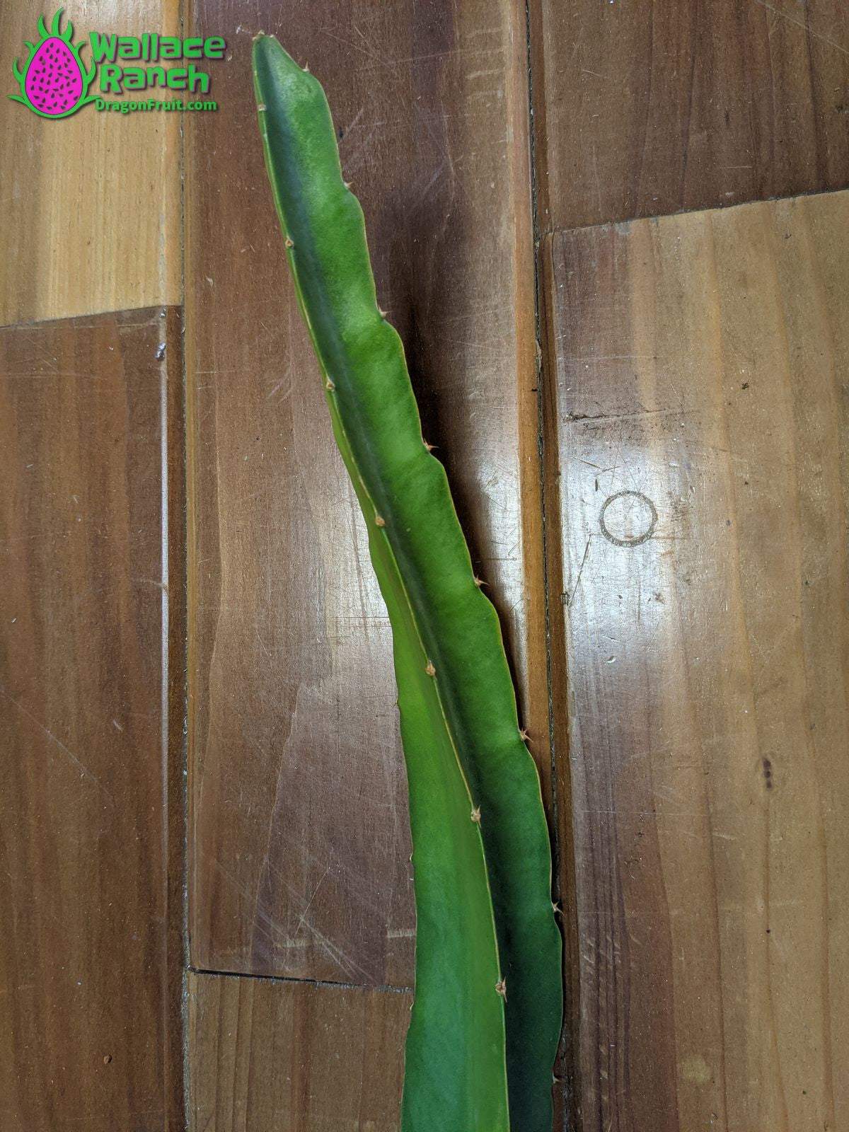 Ax Dragonfruit (5)