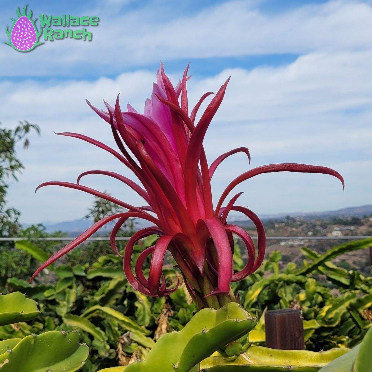 Ax Dragonfruit (2)