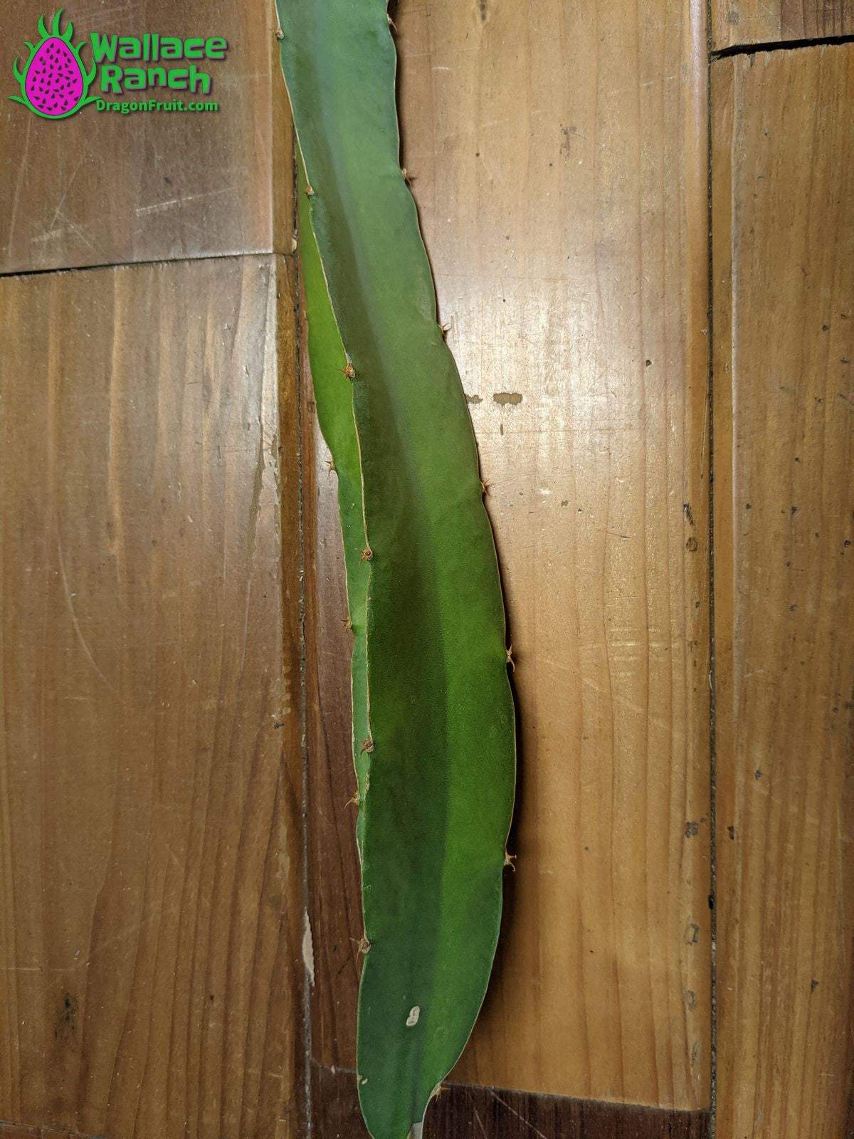 Ax Dragonfruit (4)