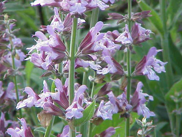 Broadleaf Sage