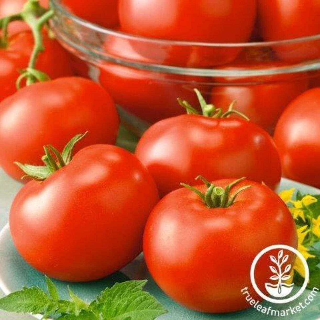 Sunset's Red Horizon Tomato