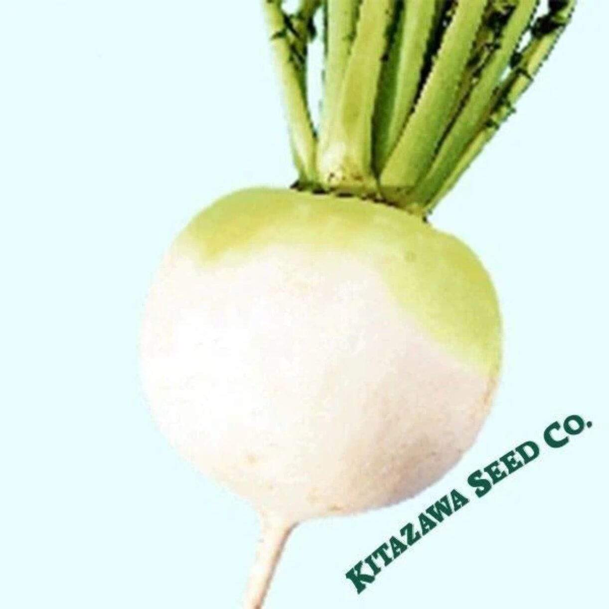 Shogoin Globe Radish