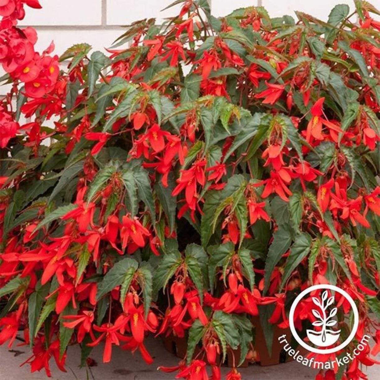 Santa Cruz Sunset Begonia