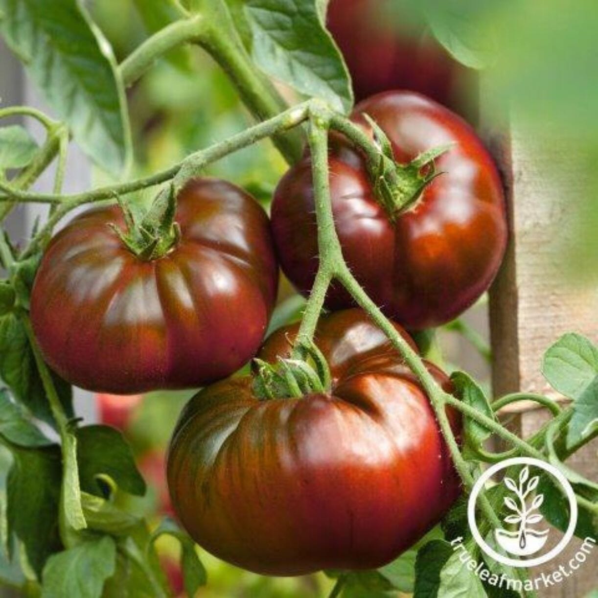 Paul Robeson Tomato