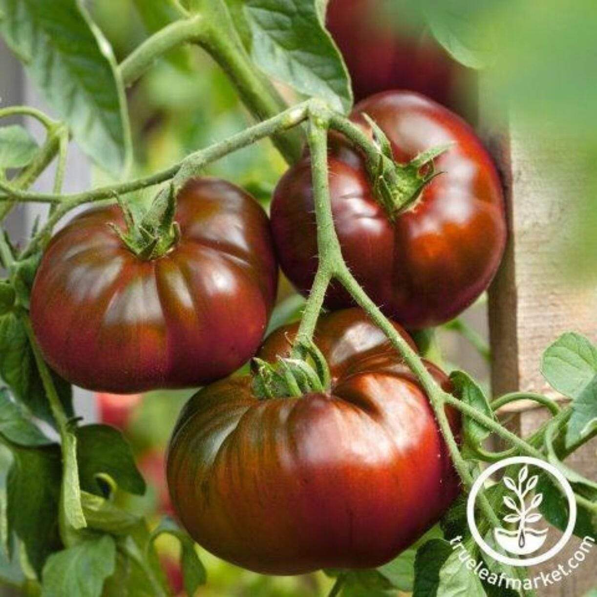 Paul Robeson Tomato