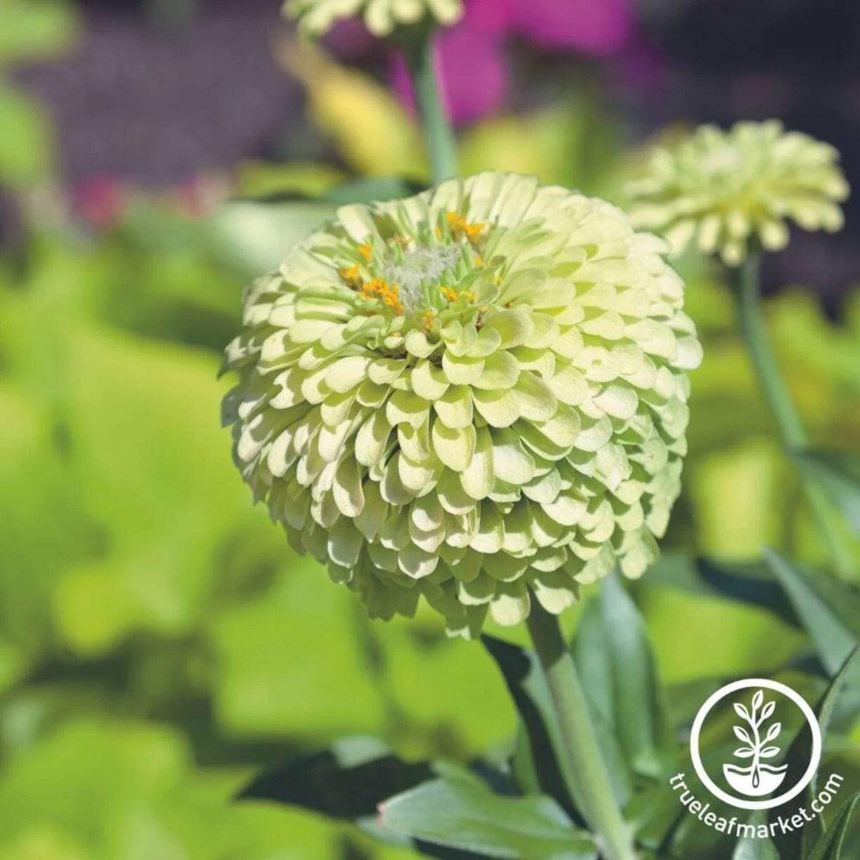 Queeny Lime Blush Zinnia