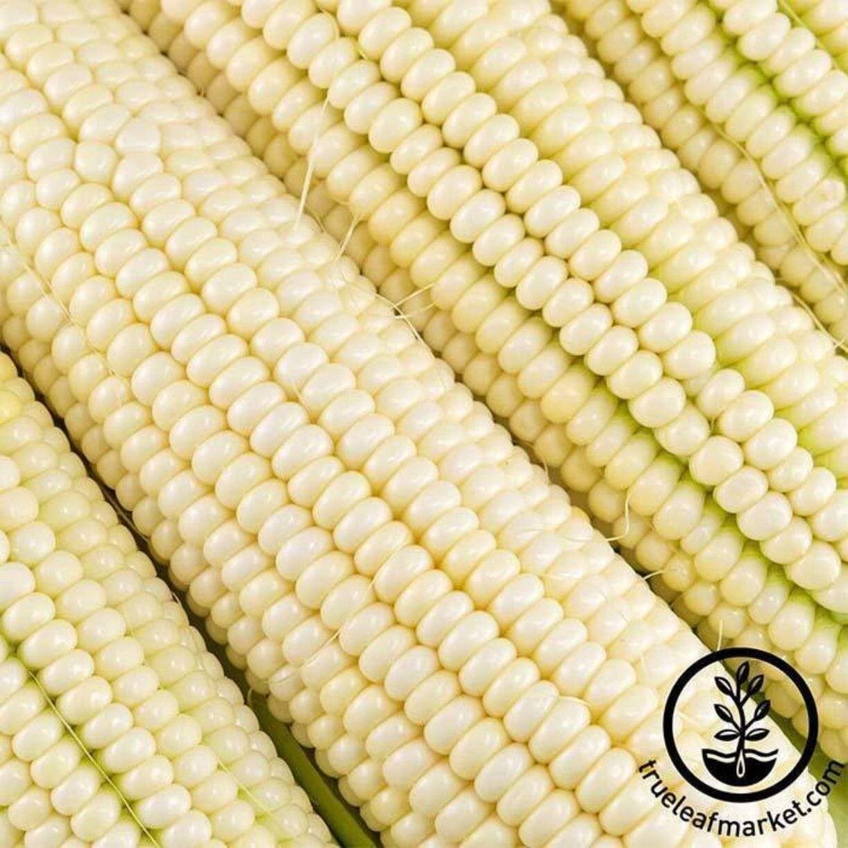 Silver King Corn