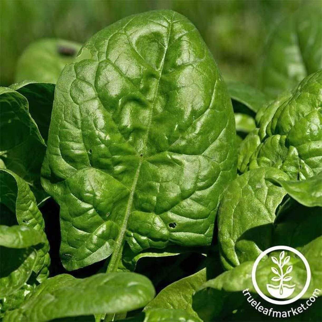 Giant Noble Spinach