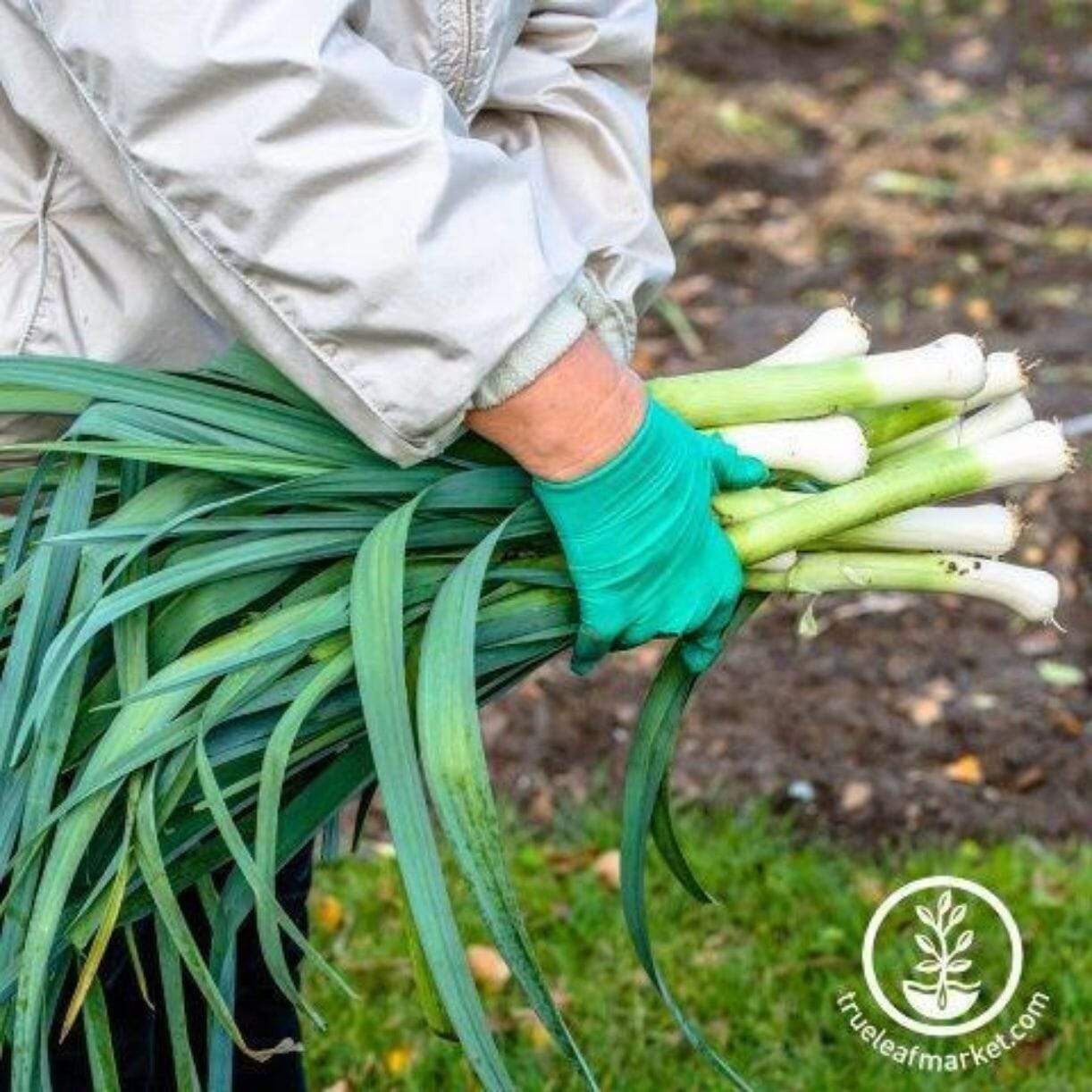 Carentan Leek