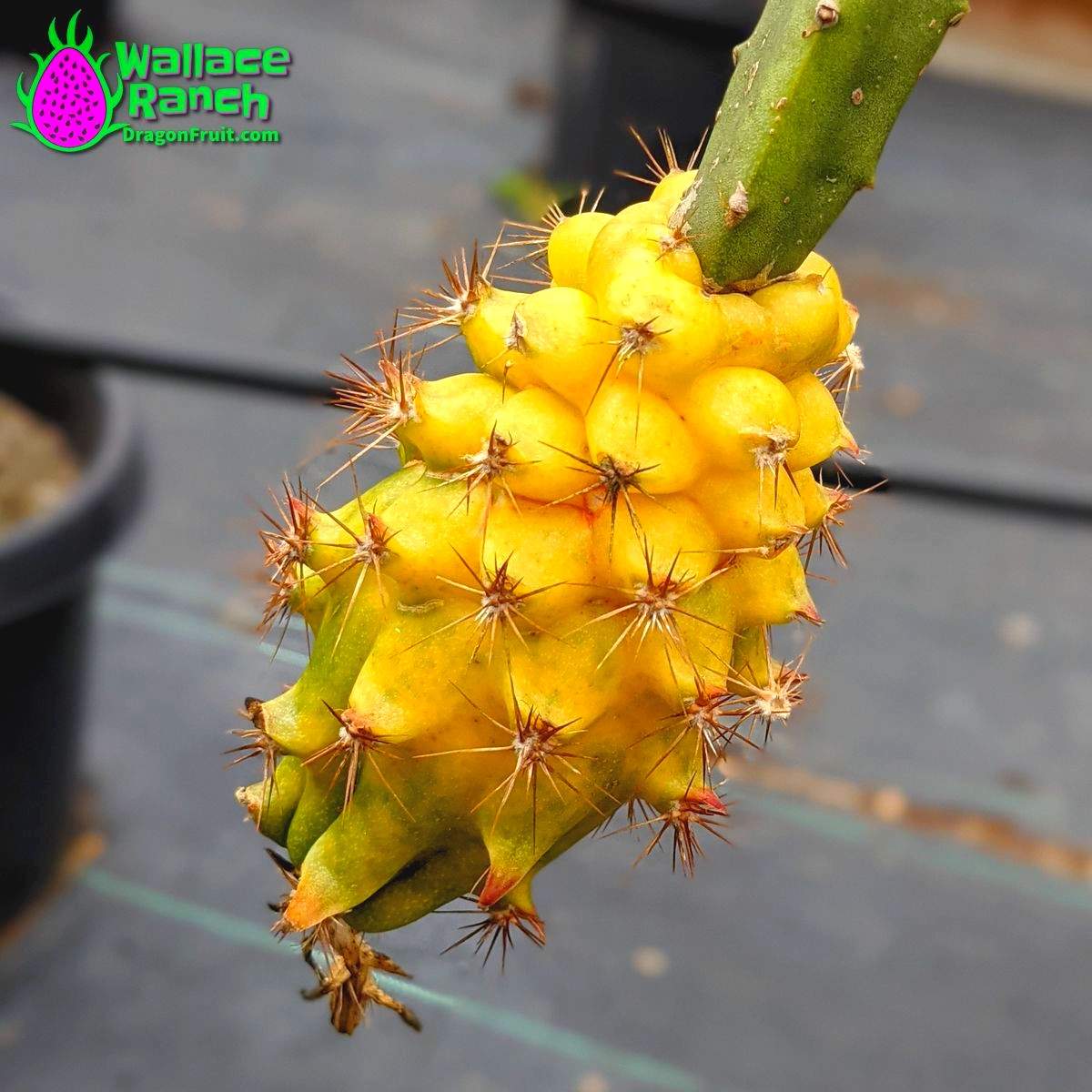 Yellow Colombiana Dragonfruit (1)