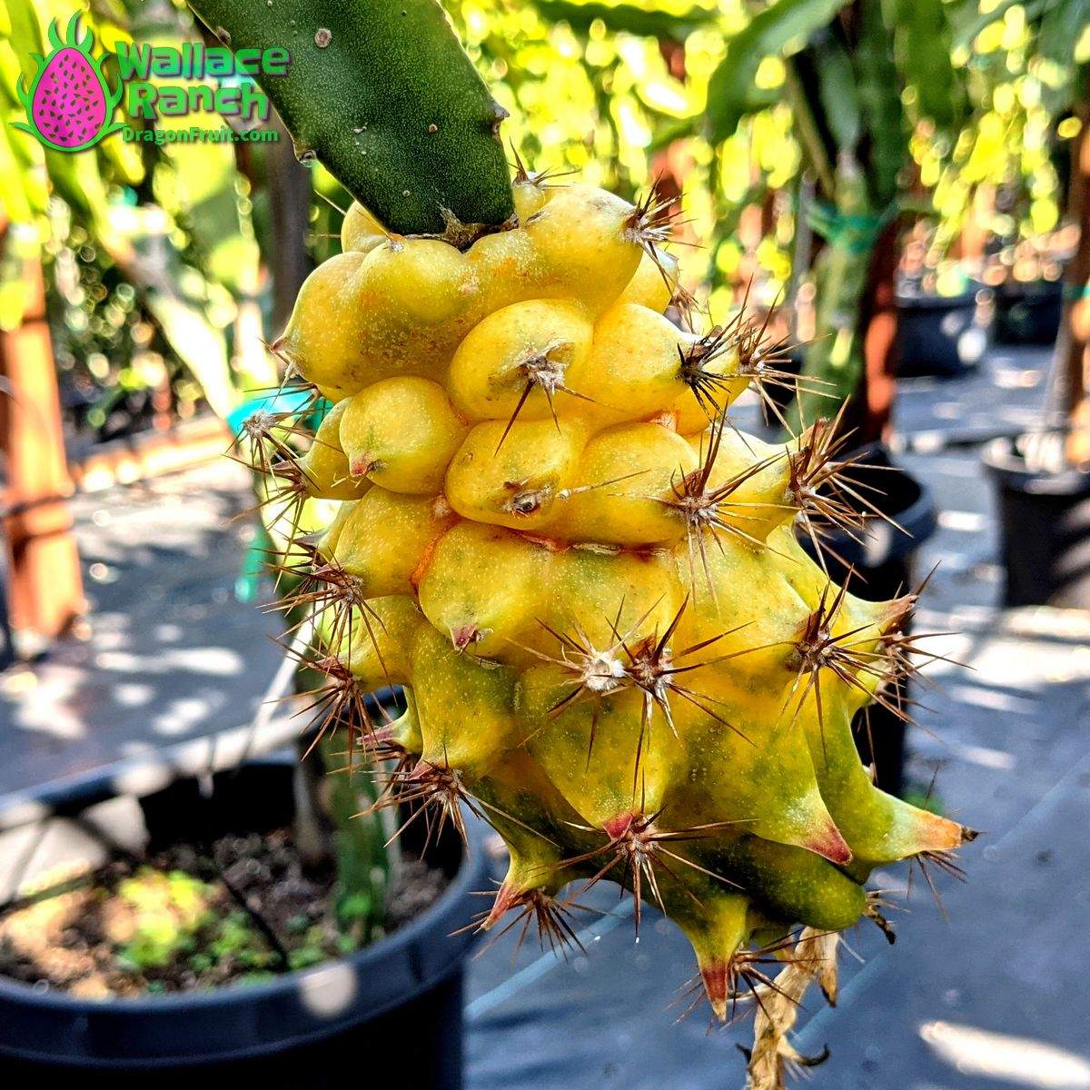 Yellow Colombiana Dragonfruit (2)
