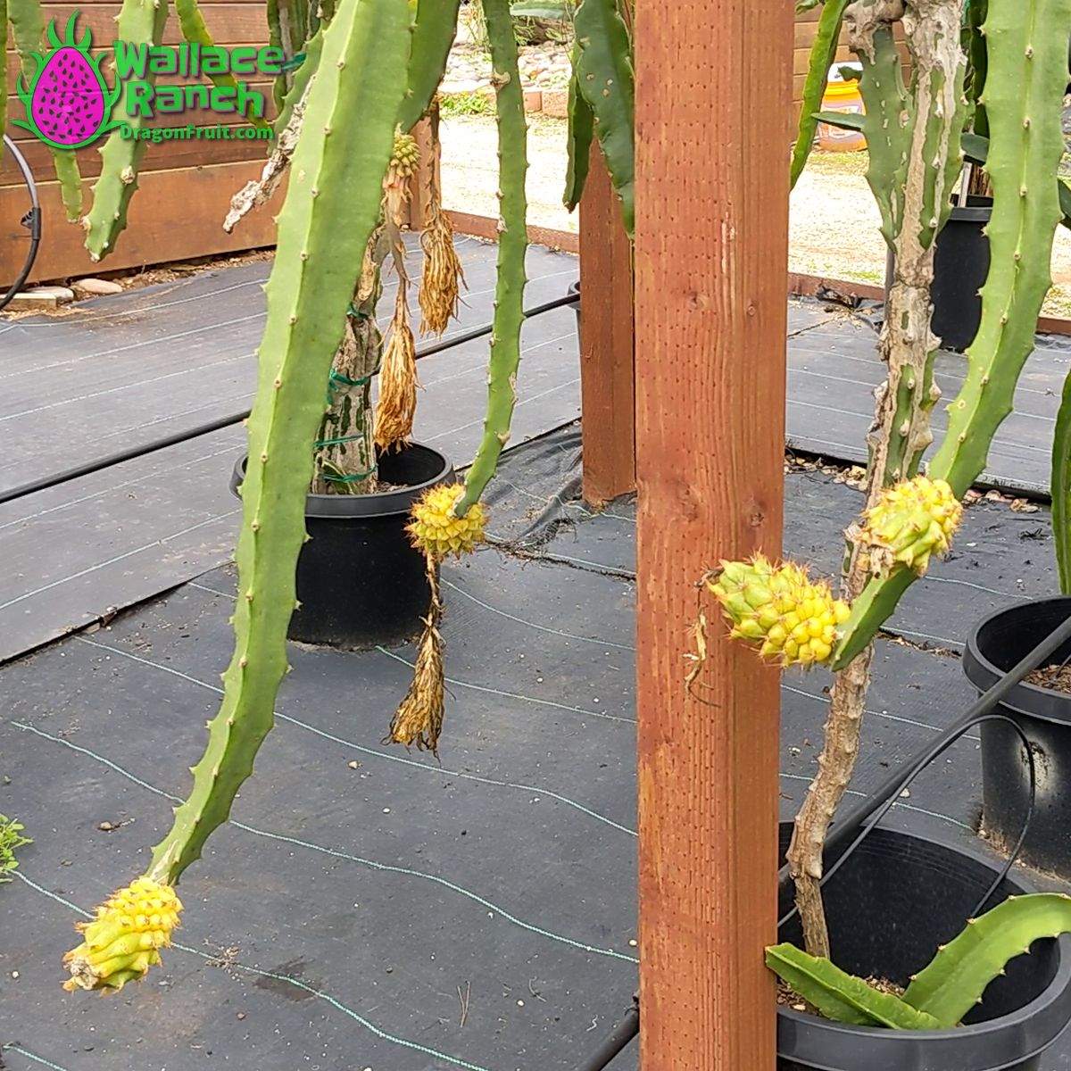 Yellow Colombiana Dragonfruit (4)
