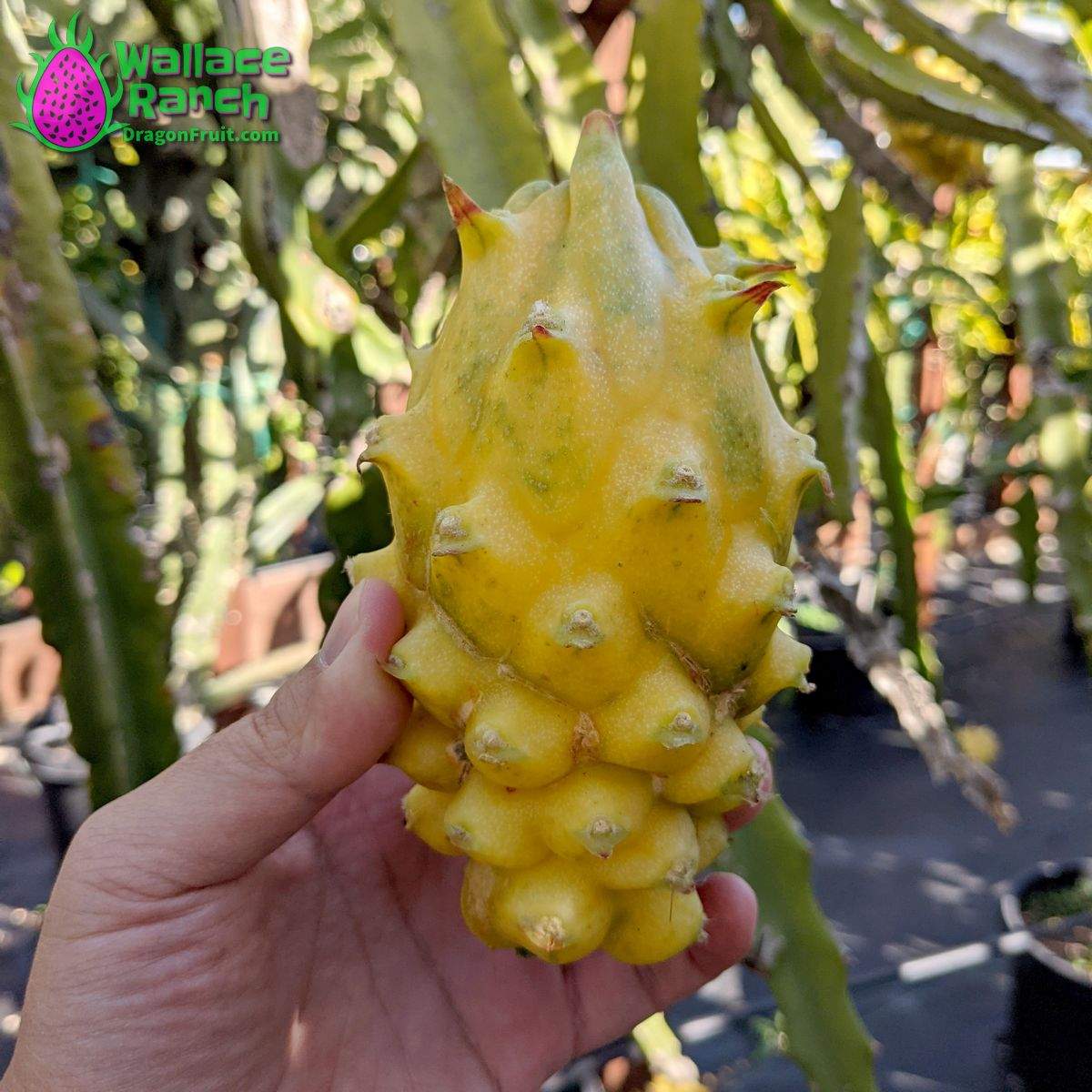 Yellow Colombiana Dragonfruit (5)