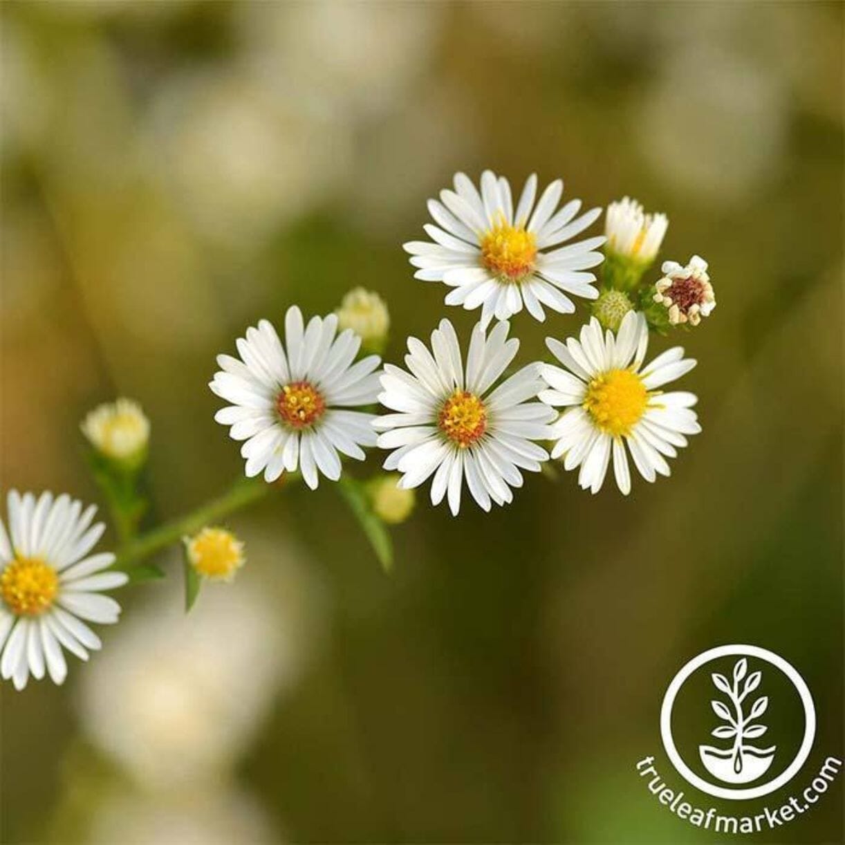 Roman Chamomile