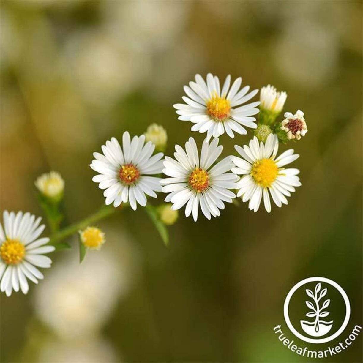 Roman Chamomile