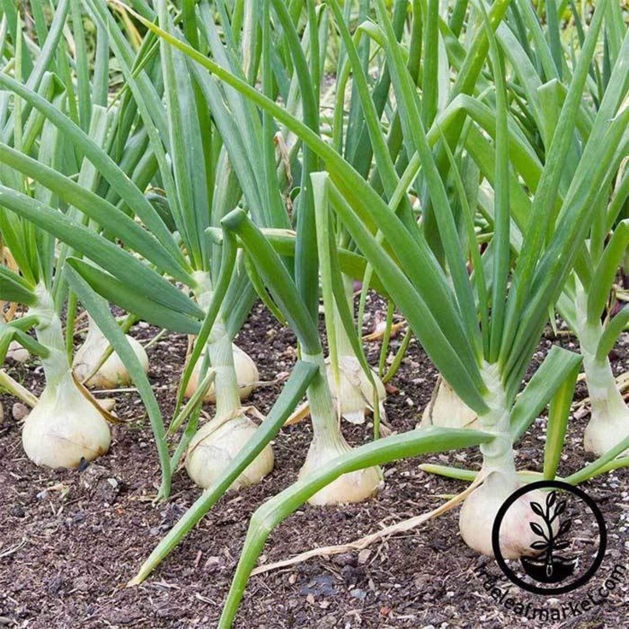 White Grano Onion