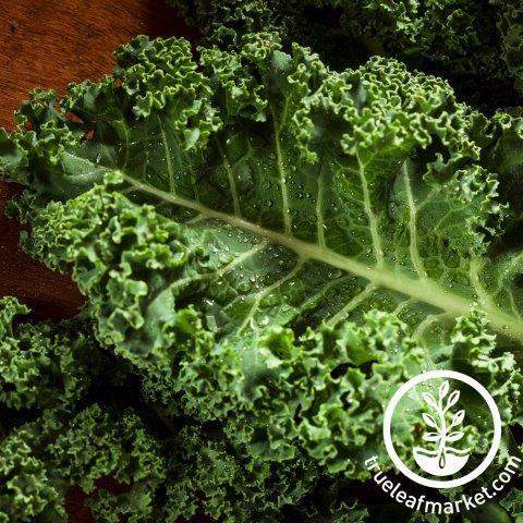 White Russian Kale