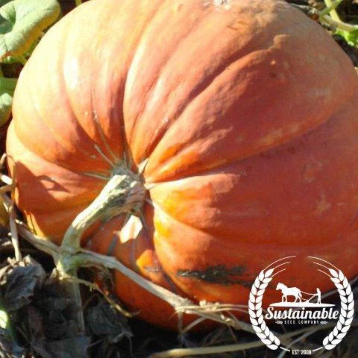 Pumpkin