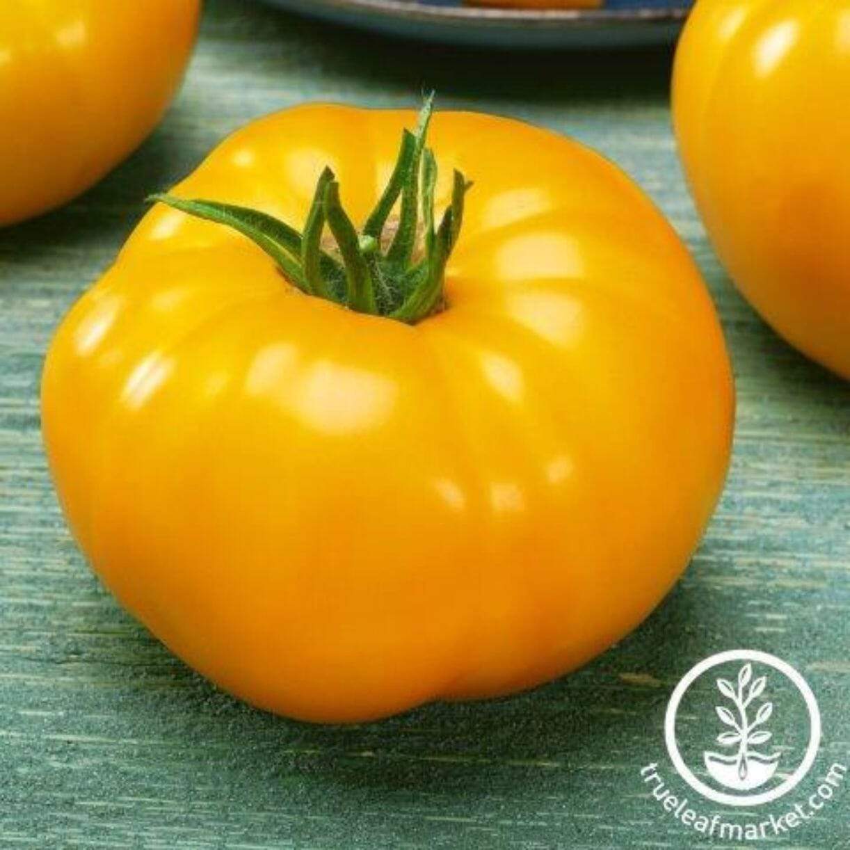 Djena Lee's Golden Girl Tomato