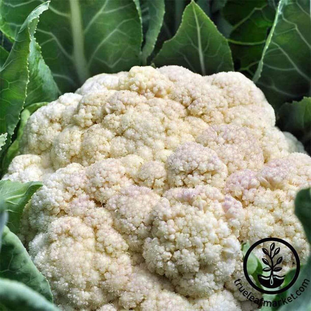 Self-blanche Cauliflower