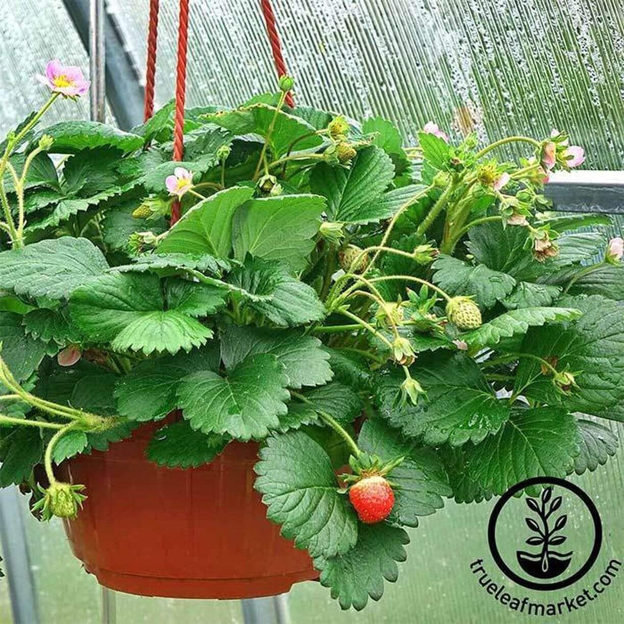 Berries Galore Pink Strawberry